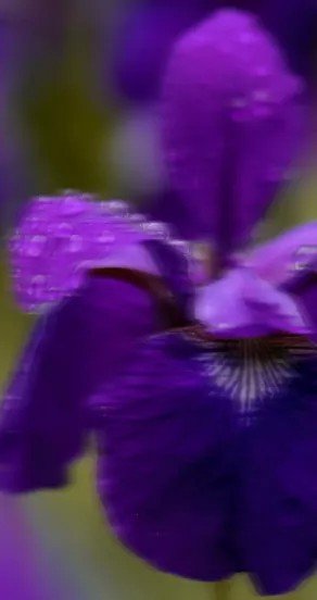 8. Close-up of purple violet flower, highlighting floral note in perfume