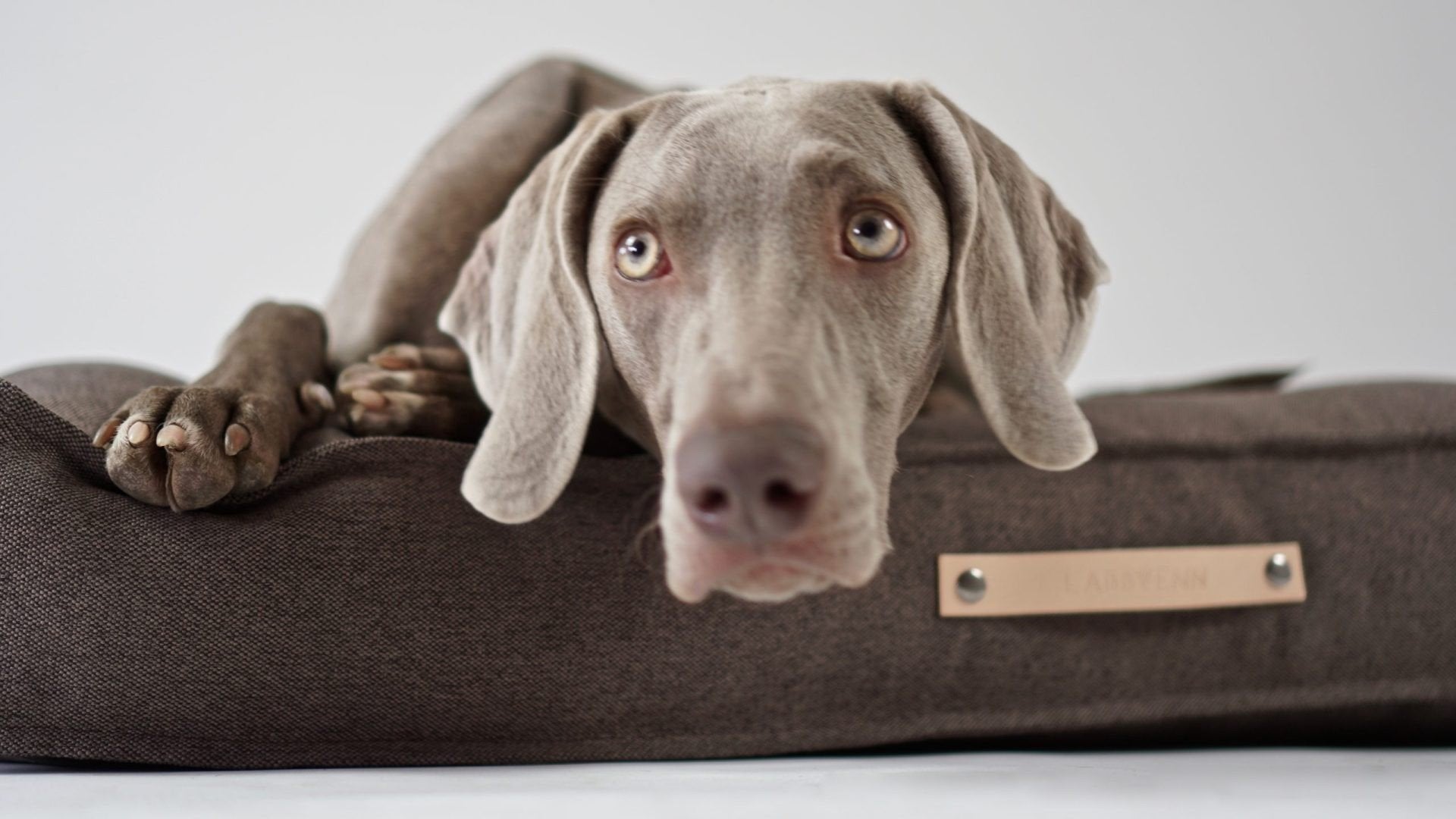 1. Grey dog lying on brown Labbvenn Töve cushion with leather label in studio setting, showcasing comfort and style for modern home decor