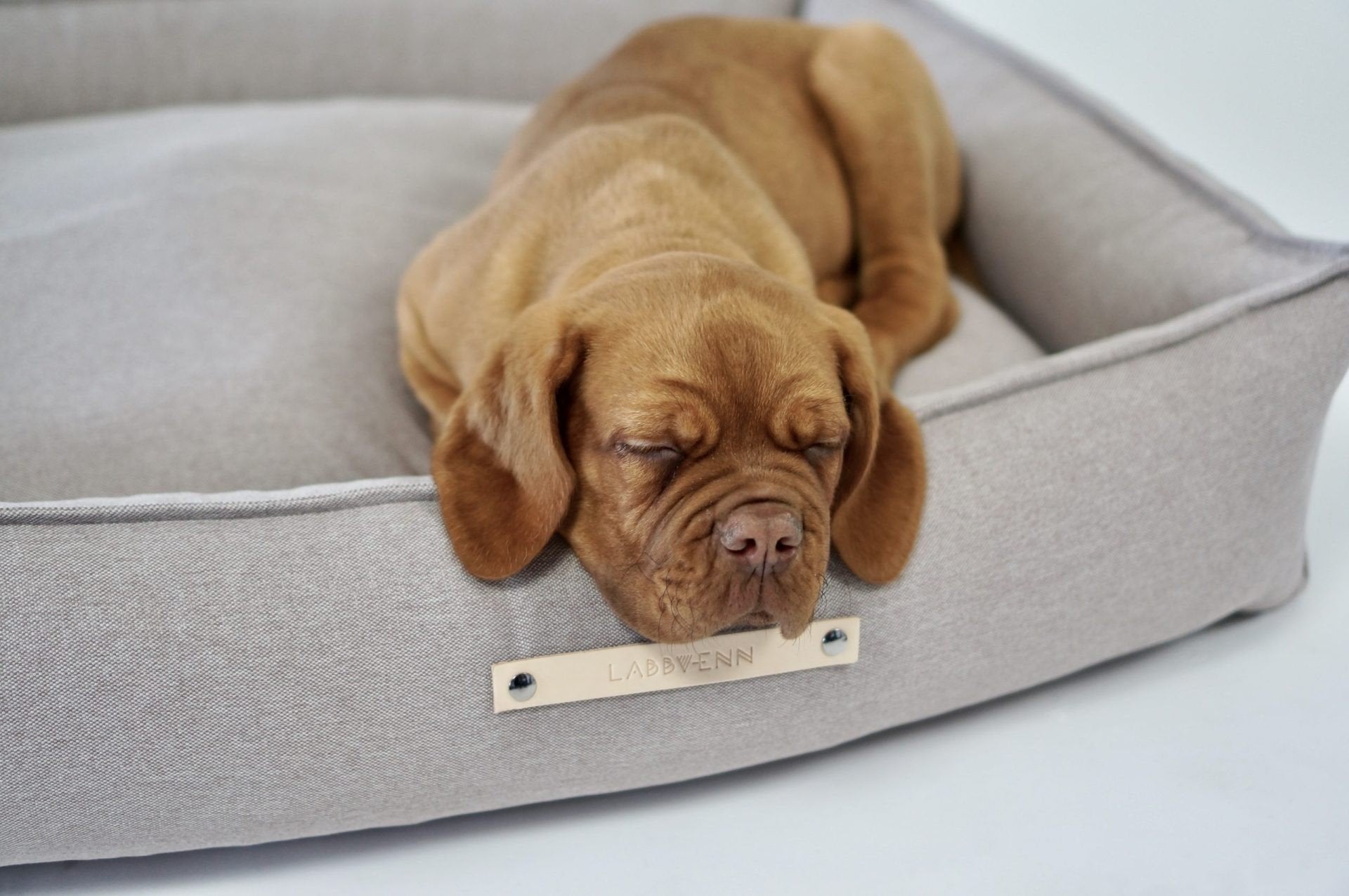 1. Brown puppy sleeping on beige Labbvenn Töve dog bed with high sides and leather logo tag in a cozy setting