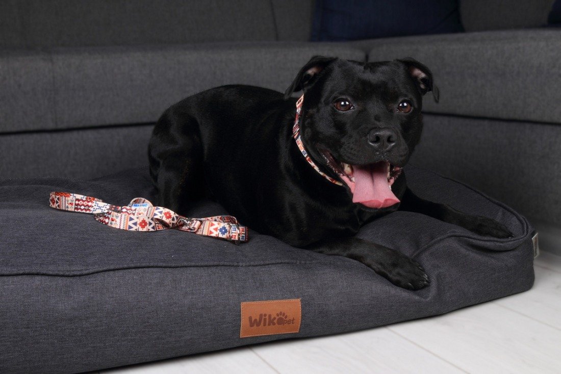 1. Black dog wearing boho patterned adjustable leash lying on dark grey pet bed in living room setting