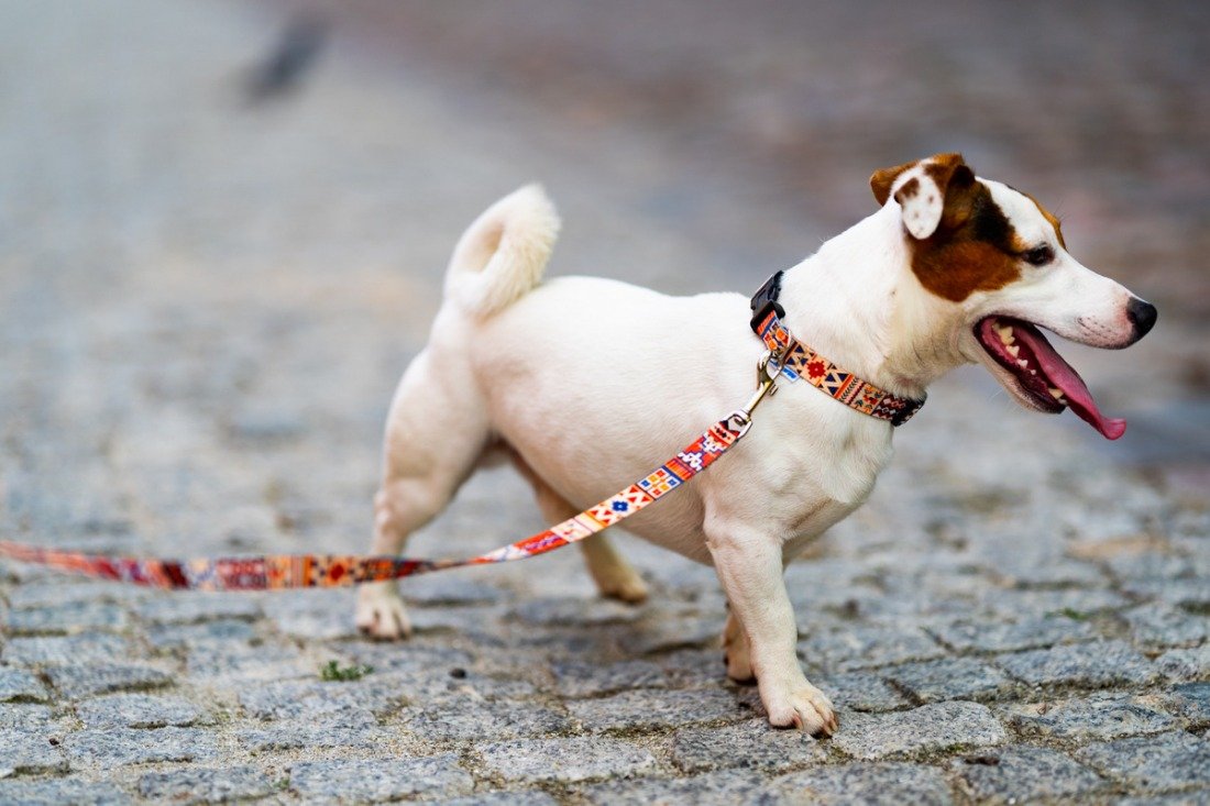 3. Small dog walking on cobblestone street wearing Matteo Boho Collection collar and leash