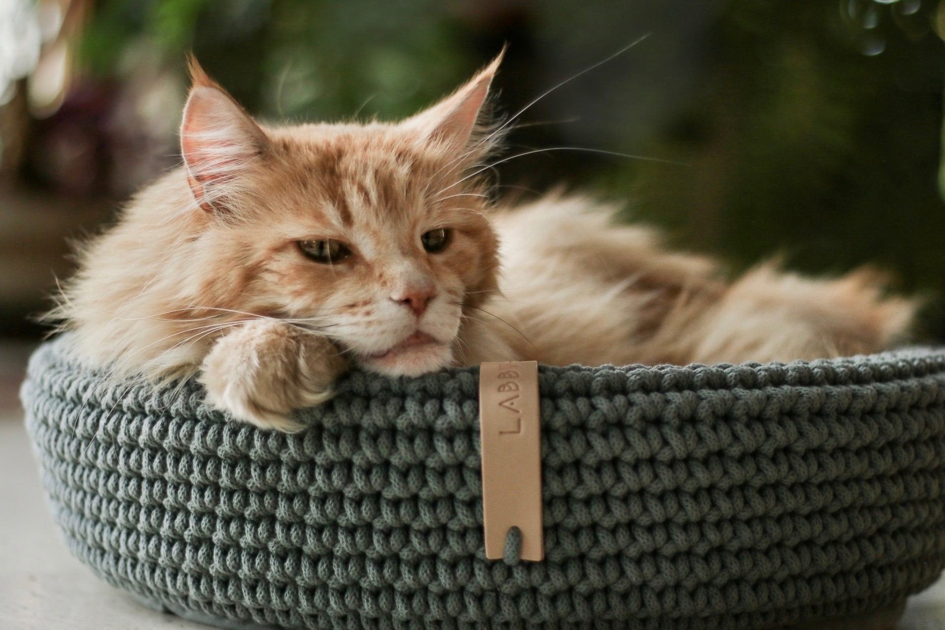 1. Fluffy orange cat lounging in green Labbvenn pet bed, surrounded by indoor plants, showcasing comfort and style