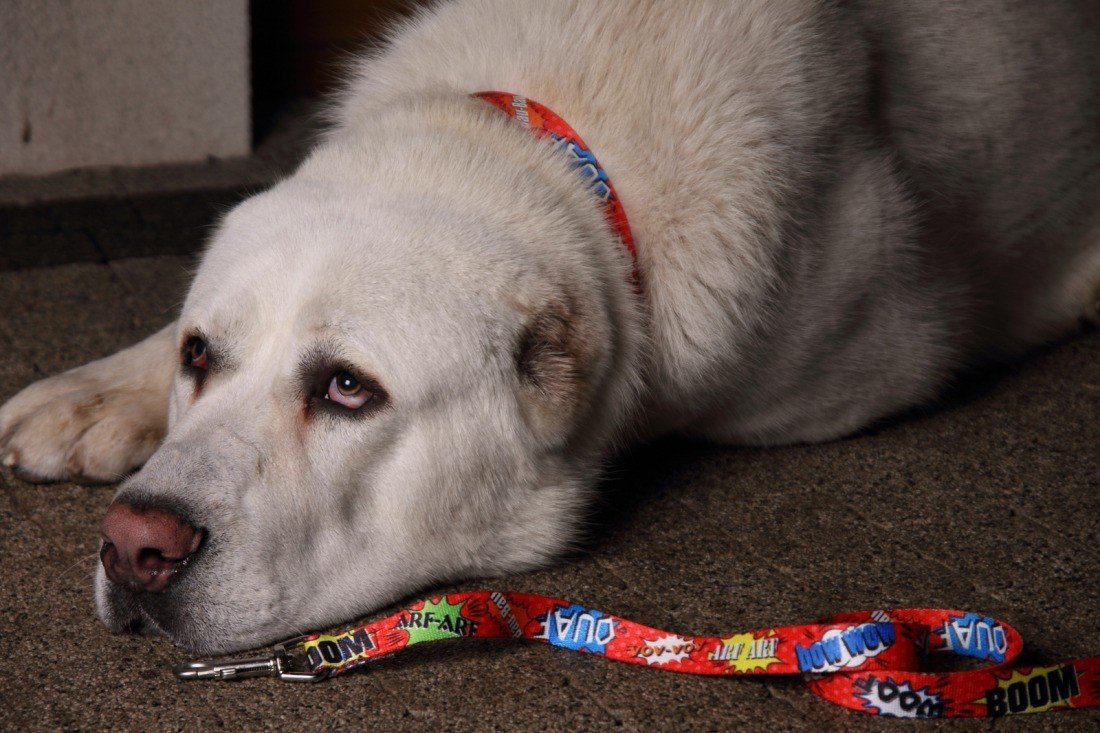 1. Large dog lying down wearing Matteo red graffiti collar with matching leash