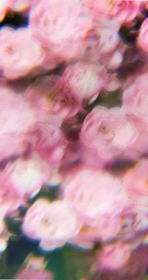12. Close-up of pink blossoms in soft focus