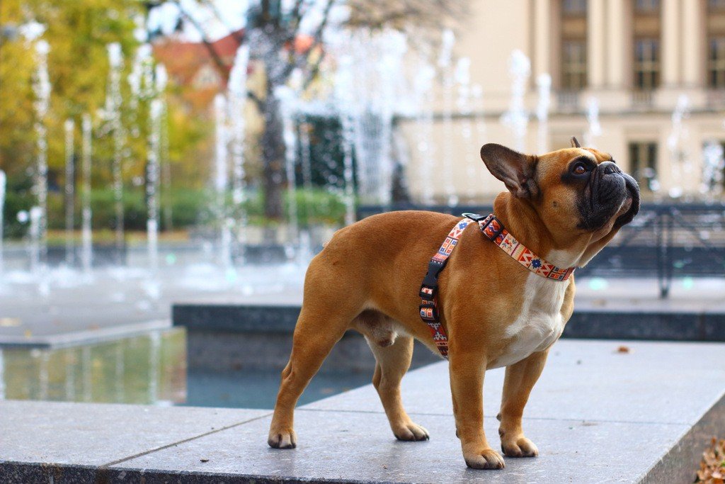 1. Brown dog wearing Matteo Boho Collection harness with vibrant pattern standing near fountains in urban setting
