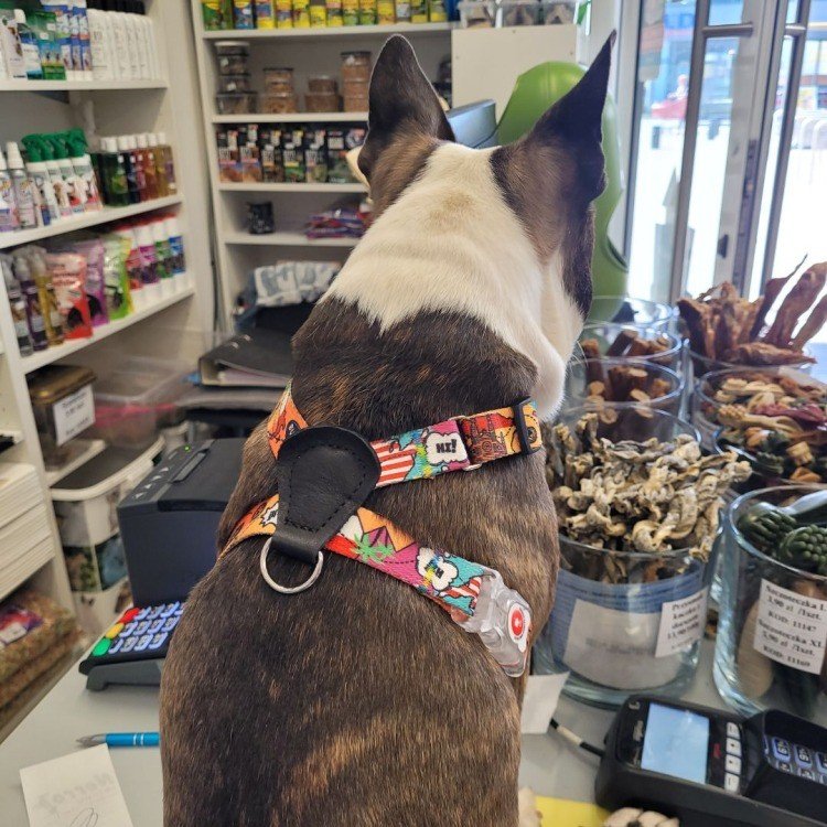 3. Close-up of dog's back wearing a colorful travel-themed harness with leather accents, showing the buckle and pattern details
