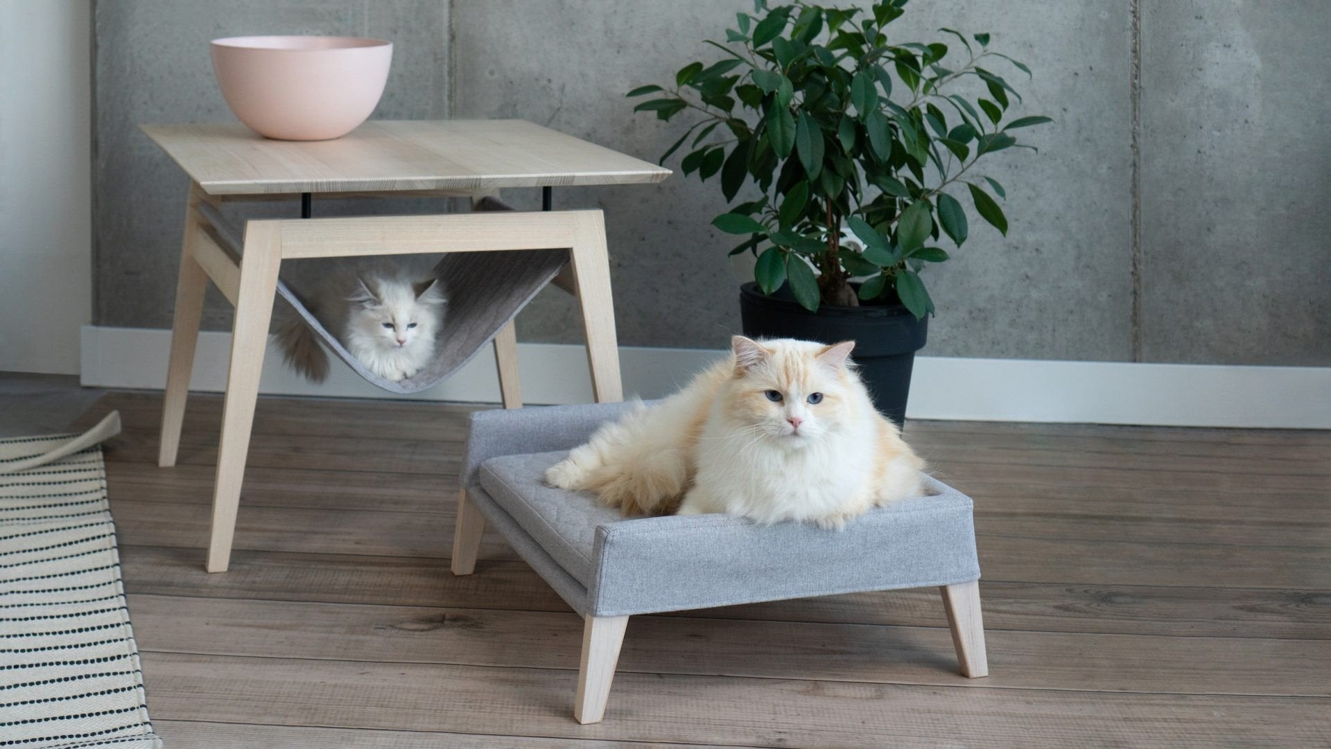 1. Two cats relaxing on Labbvenn Kikko table and Lulu bed in a modern living room setting with wooden floor and potted plant