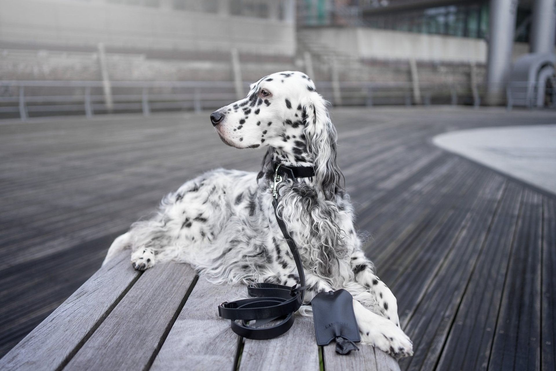 1. Dog with black Lussa leash and Saku bag dispenser lying on wooden bench in urban setting