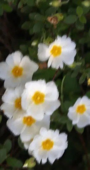 3. Close-up of white flowers with yellow centers against green foliage