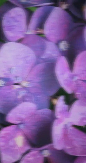 10. Cluster of purple flowers, symbolizing floral notes in fragrance