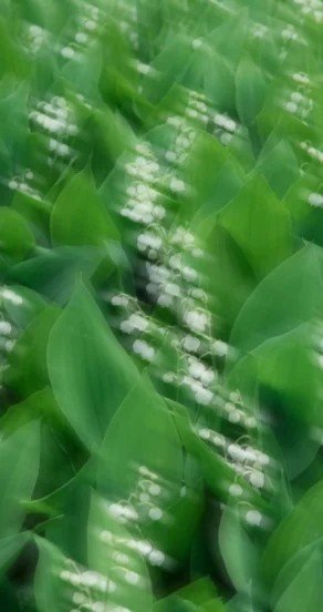3. Close-up of green leaves and white flowers, symbolizing jasmine note in perfume