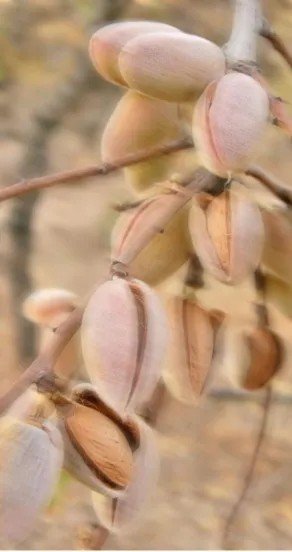 10. Close-up of pistachio nuts on branches, representing nutty scent elements