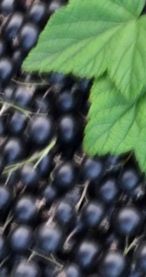 16. Close-up of black currants with green leaves, highlighting fruity notes