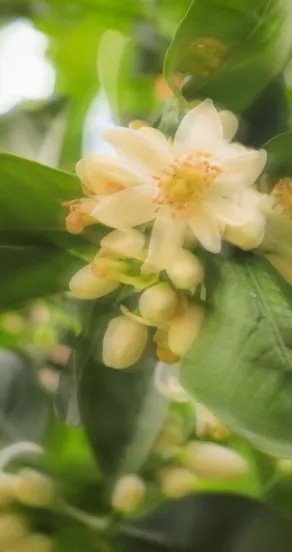 6. Blossoming white flowers with green leaves, symbolizing natural ingredients in Sweet Surrender perfume