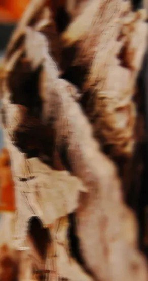 3. Close-up of textured wood surface symbolizing sandalwood note in perfume