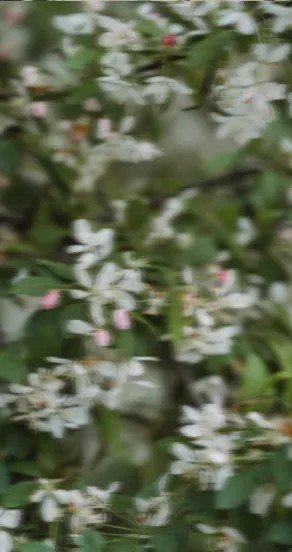 5. Close-up of small white blossoms with green leaves in a natural setting