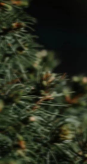 3. Close-up of green pine needles highlighting natural texture and detail