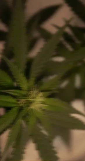 3. Close-up of green cannabis leaves representing fragrance notes