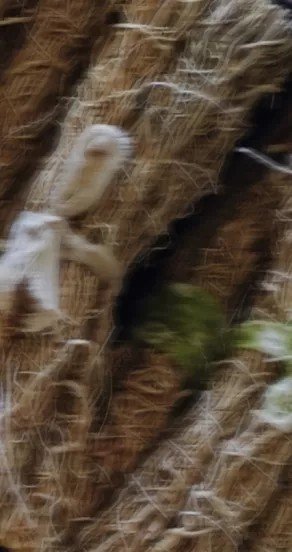 3. Close-up of vetiver roots with intricate texture
