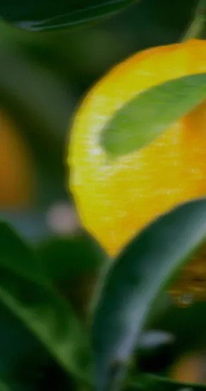 3. Close-up of yellow citrus fruit with green leaves