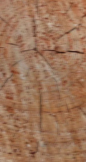 3. Close-up of textured wood surface, highlighting natural grain details