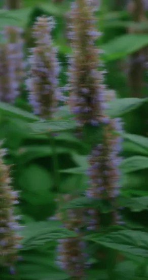 3. Close-up of patchouli plants, highlighting the herbal note in the Temple of Sensus perfume