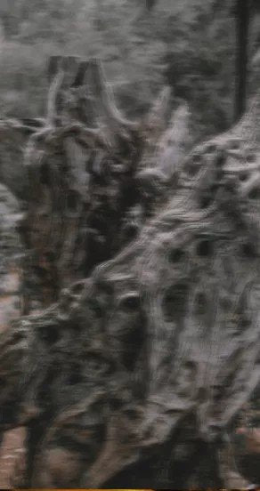 3. Textured tree bark, symbolizing the natural and earthy elements in the Temple of Sensus perfume