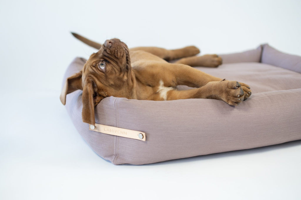 1. Brown dog lying on pink Labbvenn Stokke dog bed with leather label in studio setting